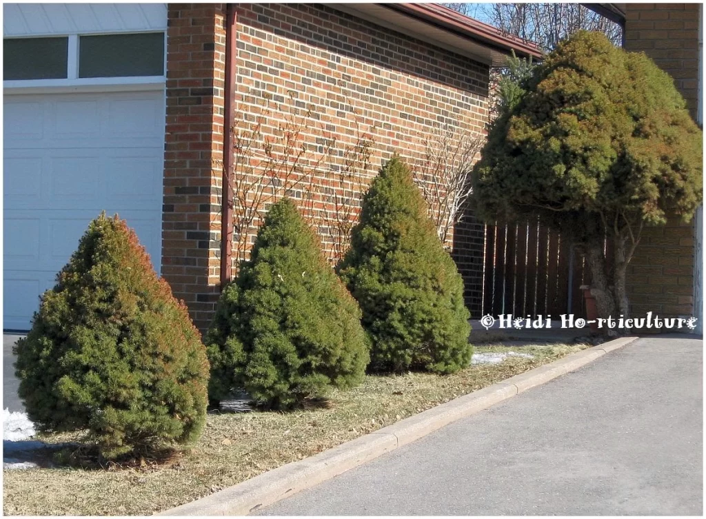 small evergreen garden plants