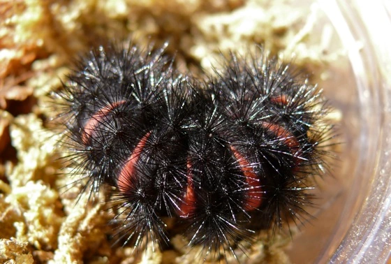 What is The Black Fuzzy Caterpillar? 3 Black Fuzzy Caterpillar