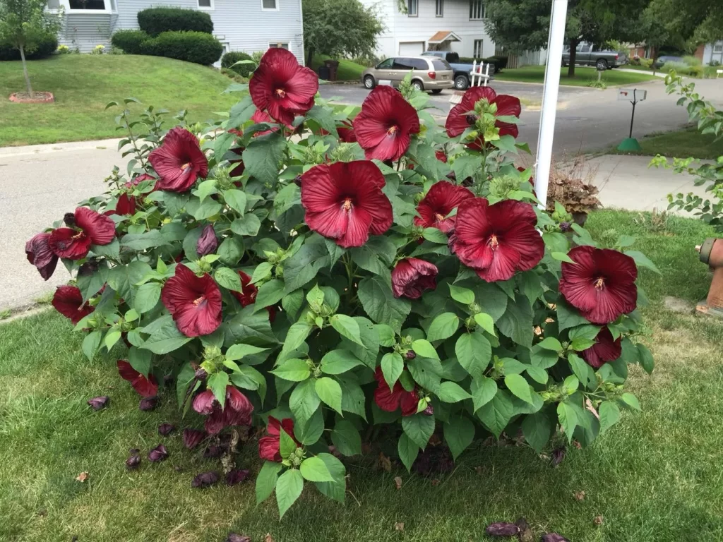 hibiscus hardy plants