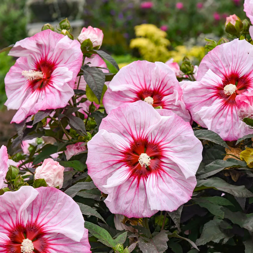 hardy hibiscus plants