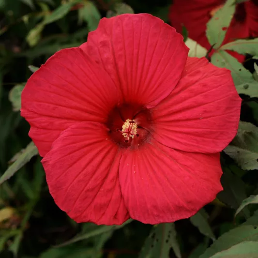 Hardy Hibiscus Shrub