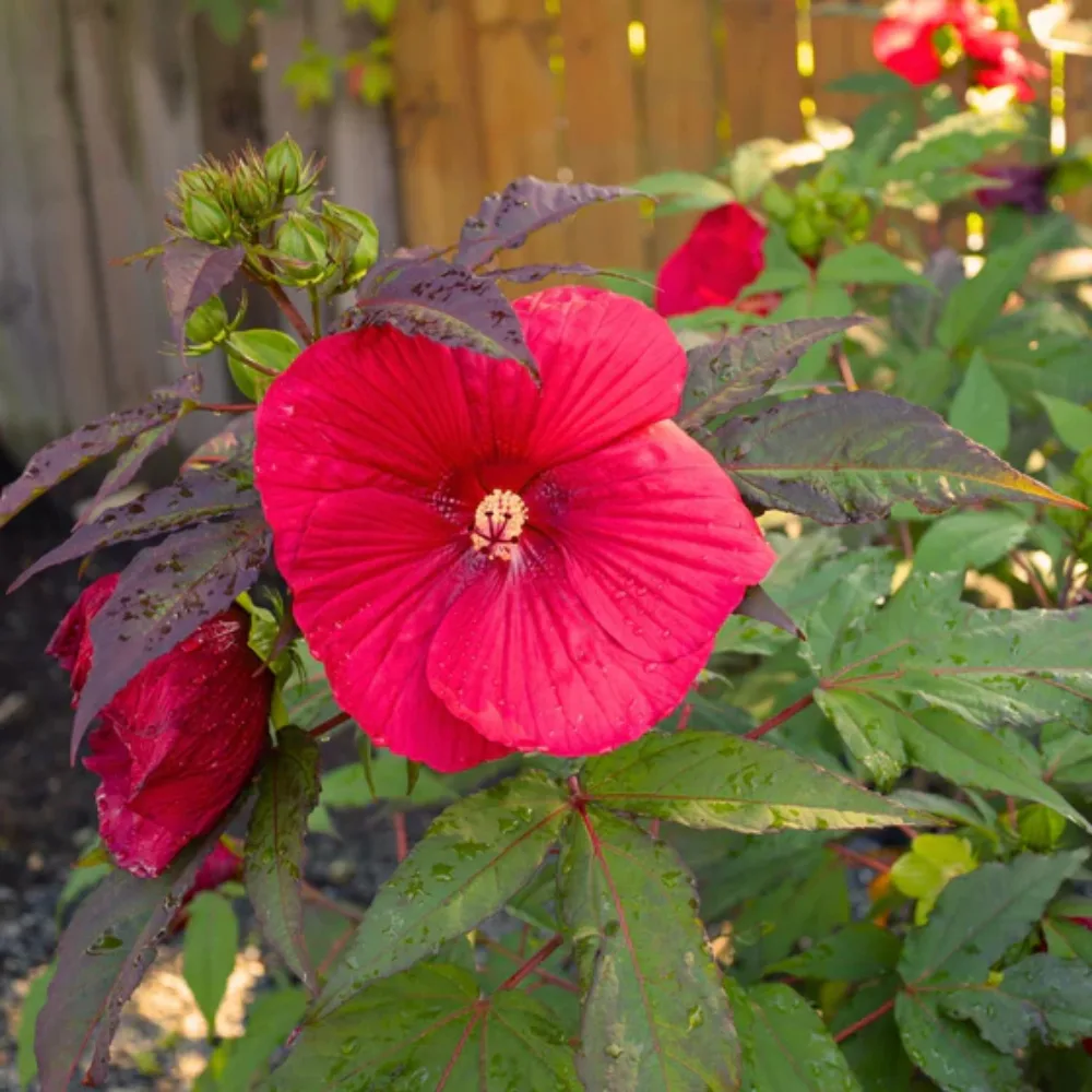 hardy hibiscus