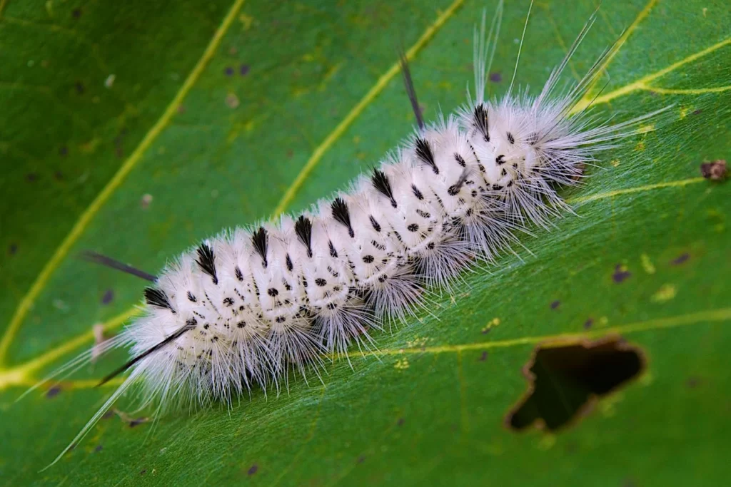 What is The Black Fuzzy Caterpillar? 5 poisonous black fuzzy caterpillar