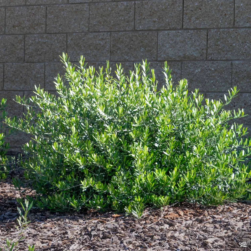 small evergreen garden plants