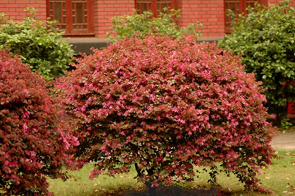 small evergreen garden plants