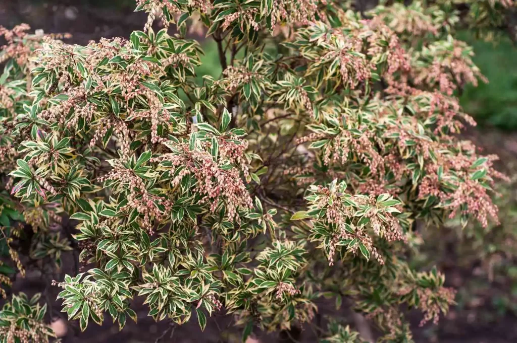 small evergreen plant for garden​