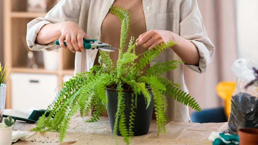 indoor boston fern care