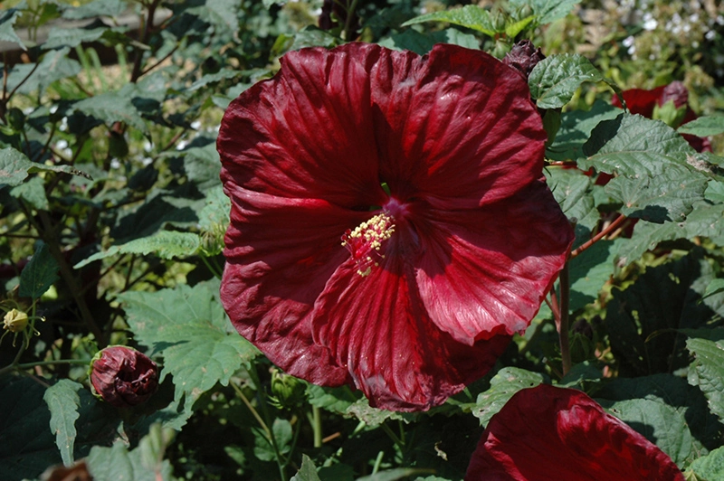Hardy Hibiscus Varieties