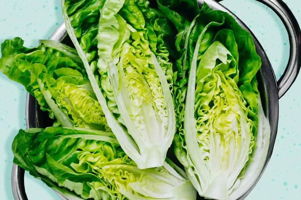 Romaine Lettuce- types of salad greens