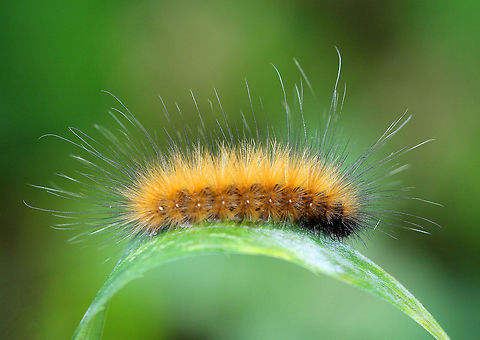 What is The Black Fuzzy Caterpillar? 4 fuzzy black caterpillar