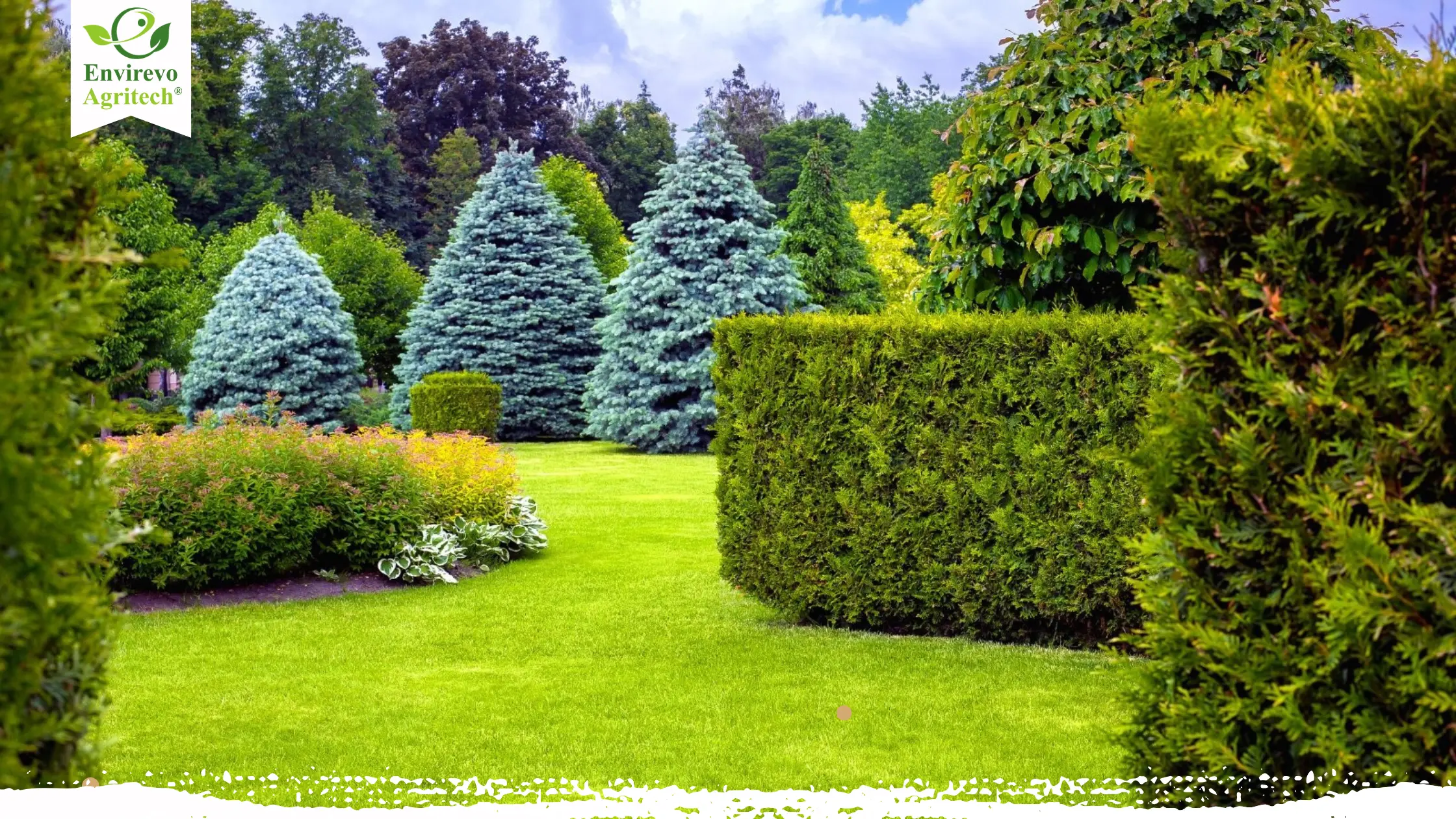 Small Evergreen Garden Plants for a Stunning Garden
