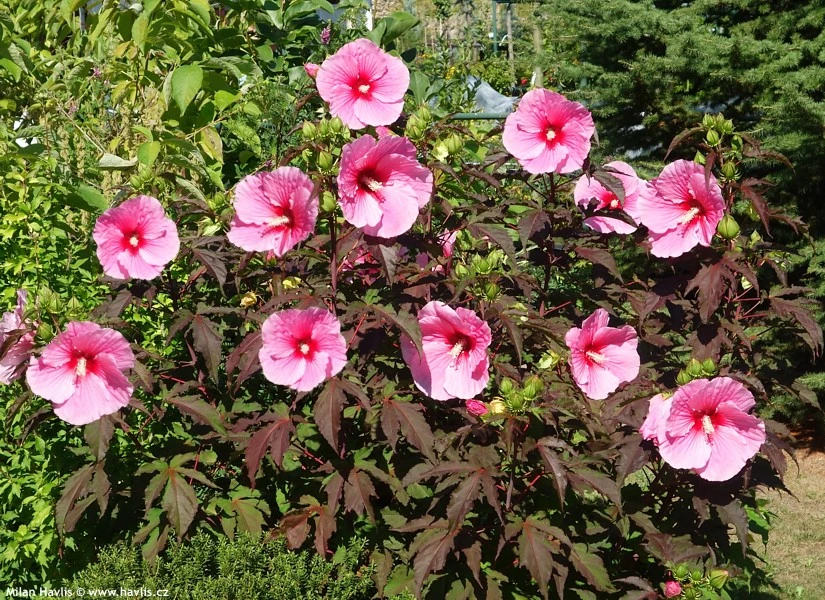 Hardy Hibiscus: Summer Storm