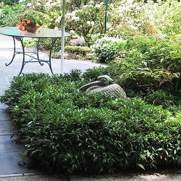 small evergreen garden plants
