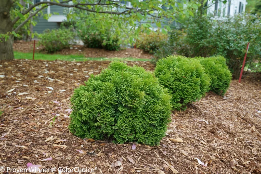 small evergreen plant for garden​