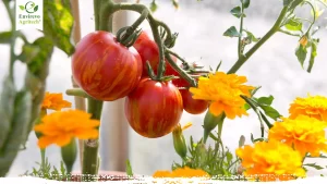 tomato companion plants
