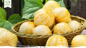 Tips for Successfully Growing Lemon Cucumbers