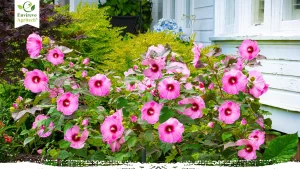 Top 15 Hardy Hibiscus