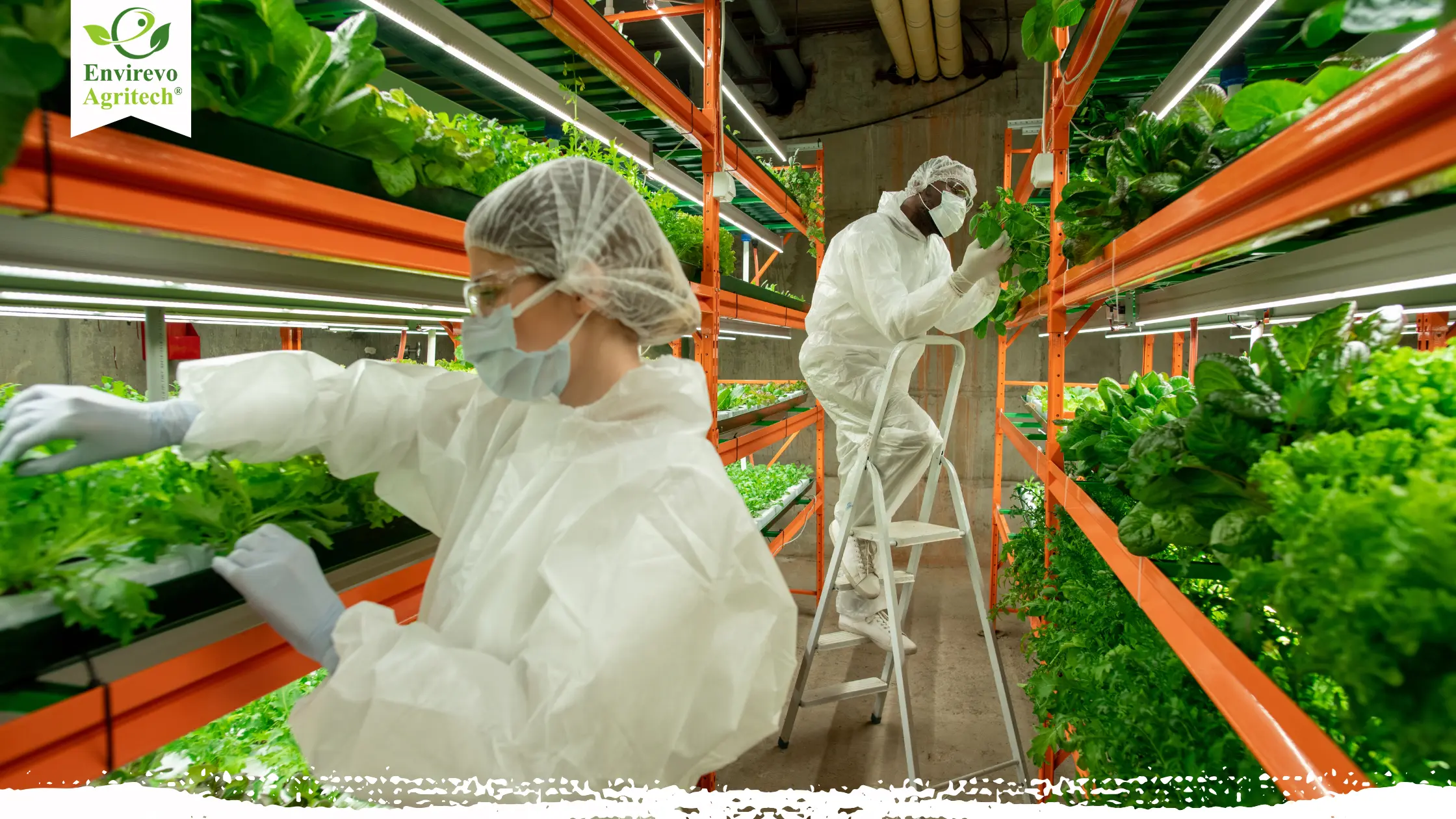 Vertical farming in the US- Pros and Cons of Vertical Farming