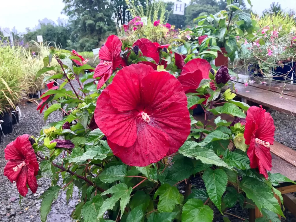 Hardy Hibiscus Varieties