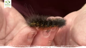 What is The Black Fuzzy Caterpillar
