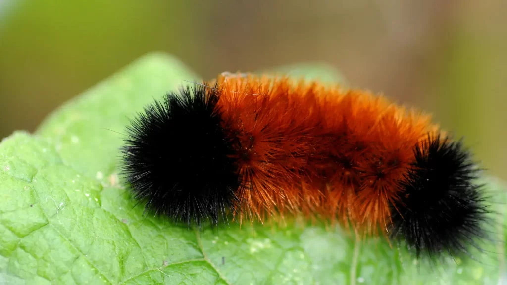 What is The Black Fuzzy Caterpillar? 2 Woolly Bear Caterpillar