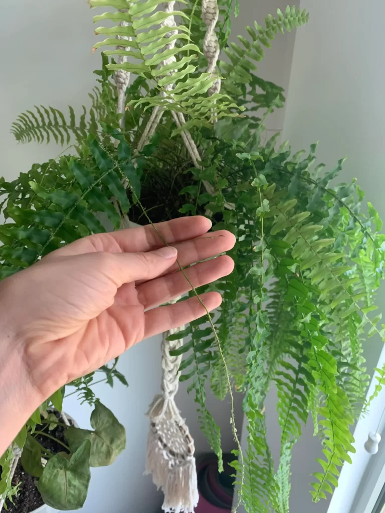 boston fern care indoor