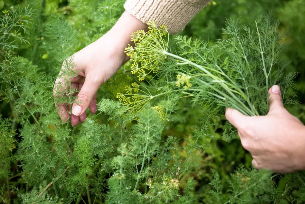 companion plant for tomatoes​