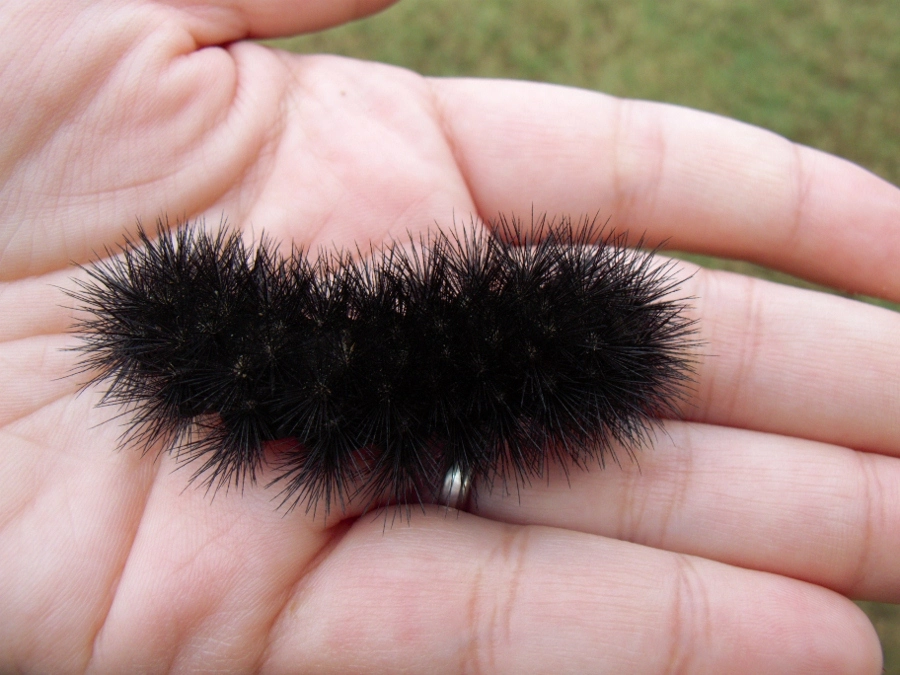 What is The Black Fuzzy Caterpillar? 1 giant leopard moth caterpillar