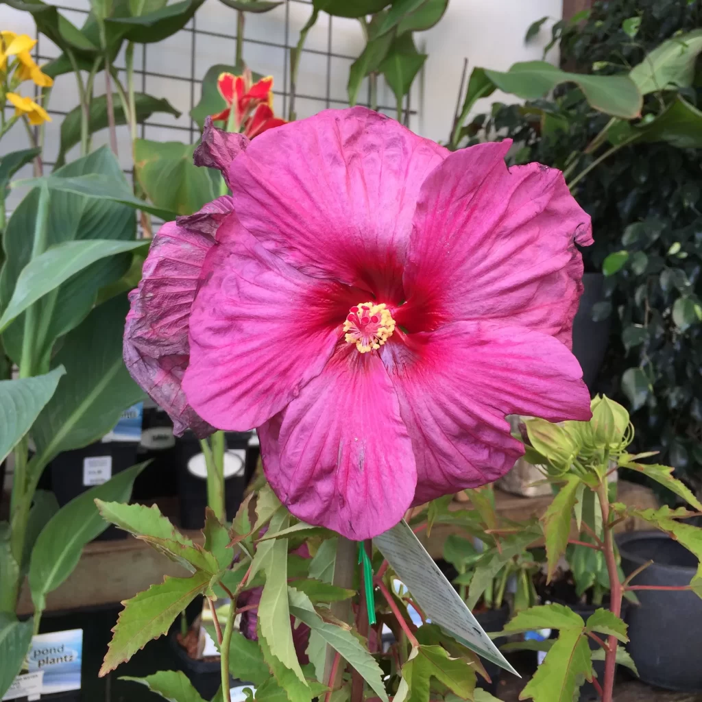hardy hibiscus