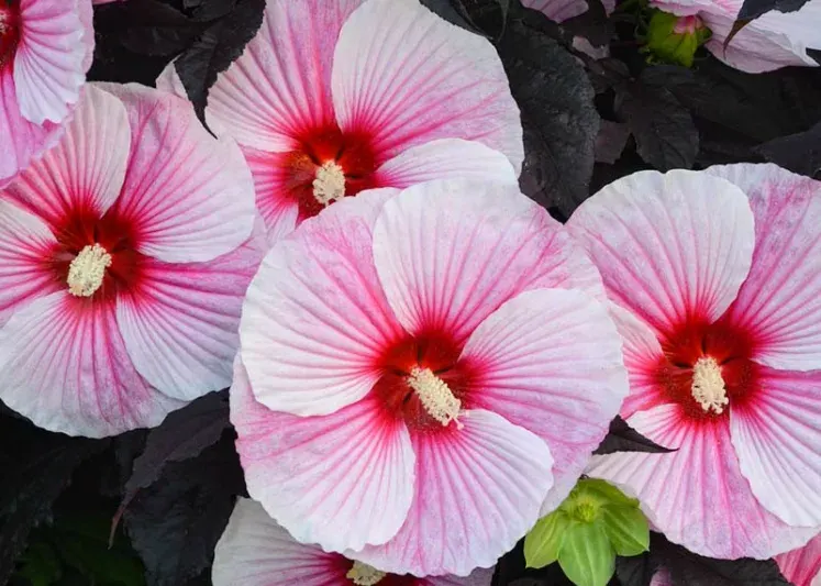 hardy hibiscus