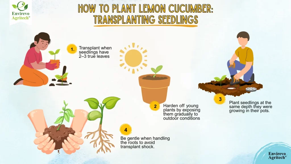 lemon cucumber plant growing