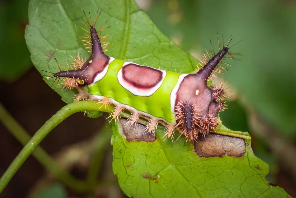 venomous caterpillars