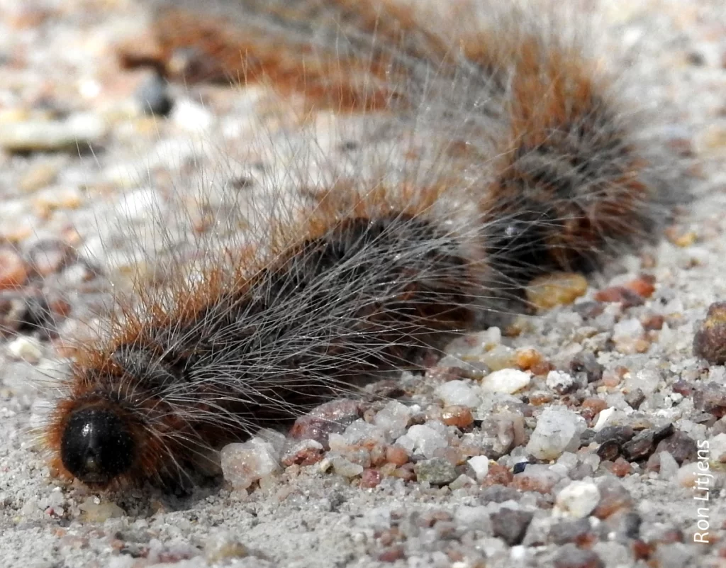 Bag-Shelter Moth Caterpillar