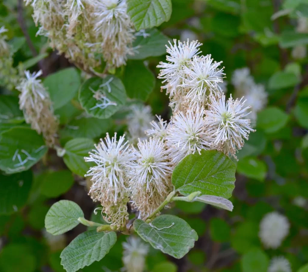 Flowers That Bush- Mountain Witch Alder