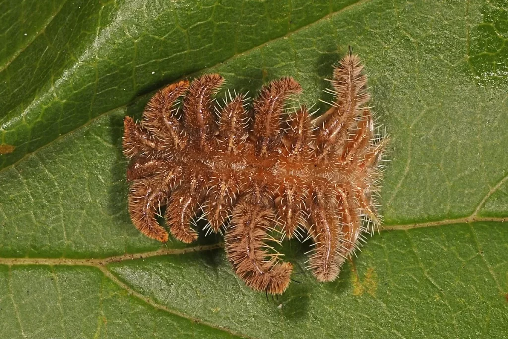 poisonous caterpillars- Hag Moth Caterpillar