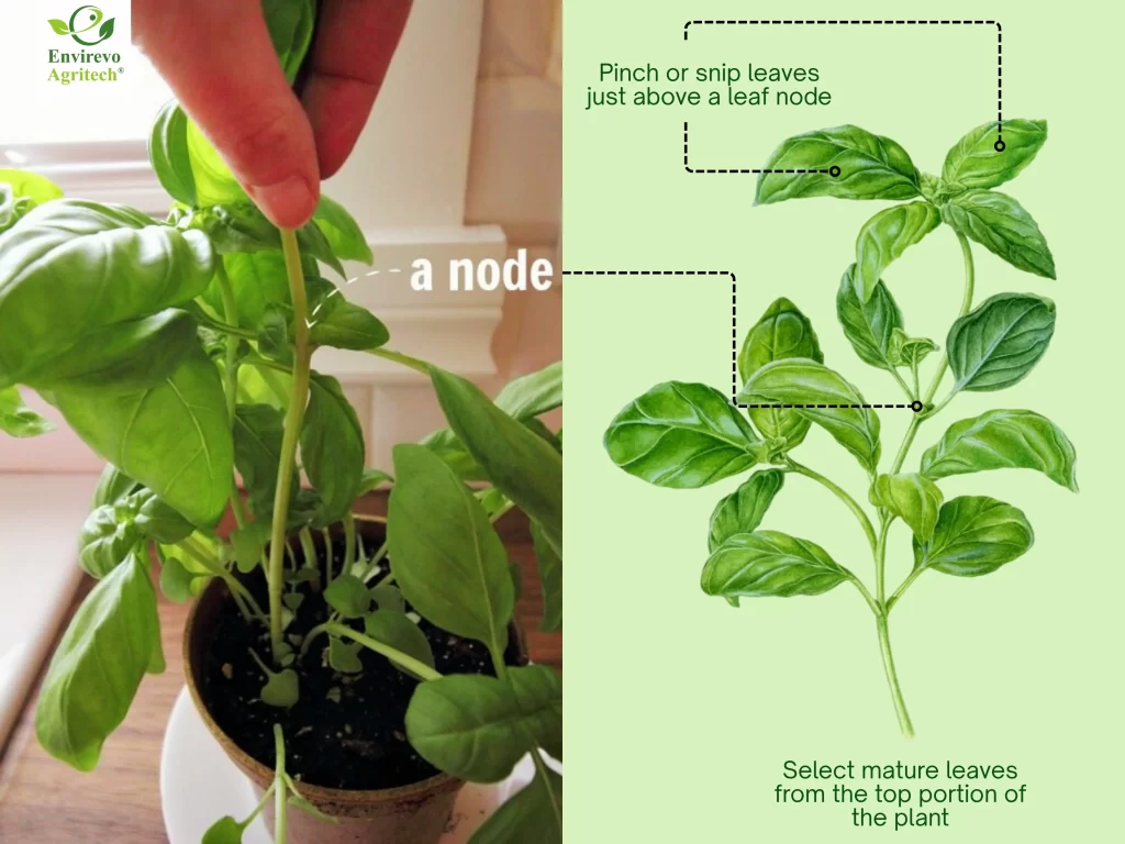 Harvesting Basil Leaves Individually