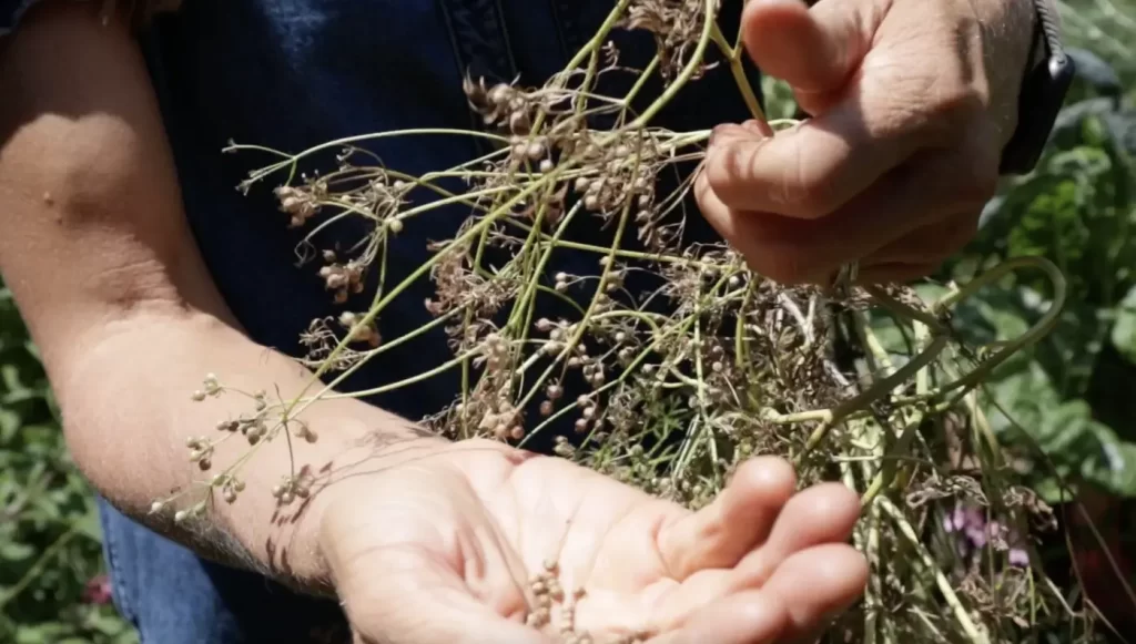 Harvesting Coriander Seeds