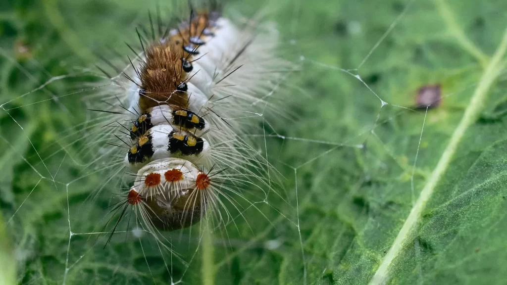 Hickory Tussock Moth Caterpillar