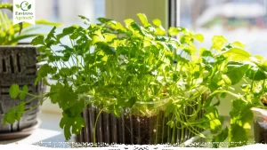 How to Grow Cilantro Like a Pro