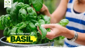 How to Harvest Basil
