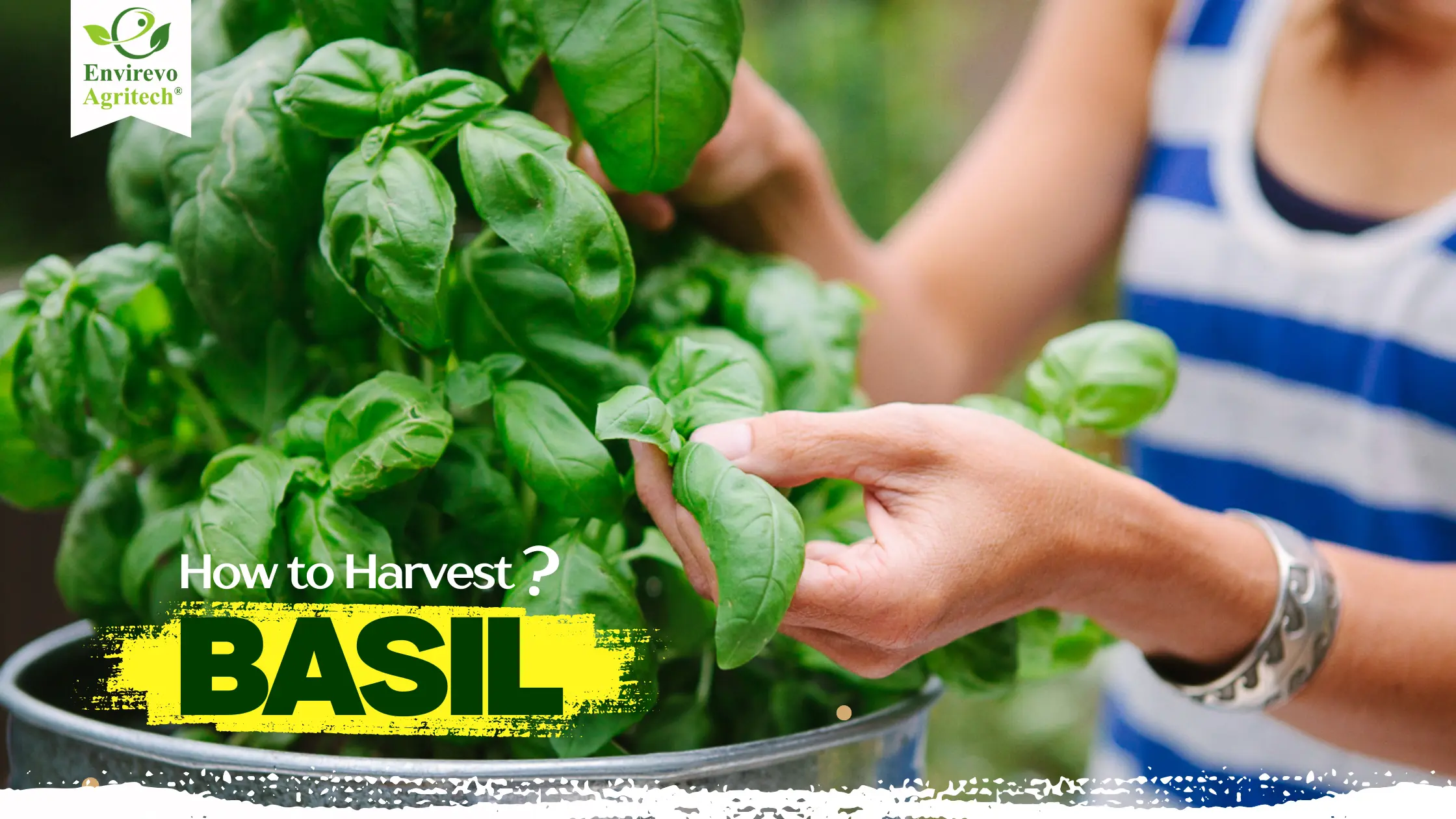 How to Harvest Basil