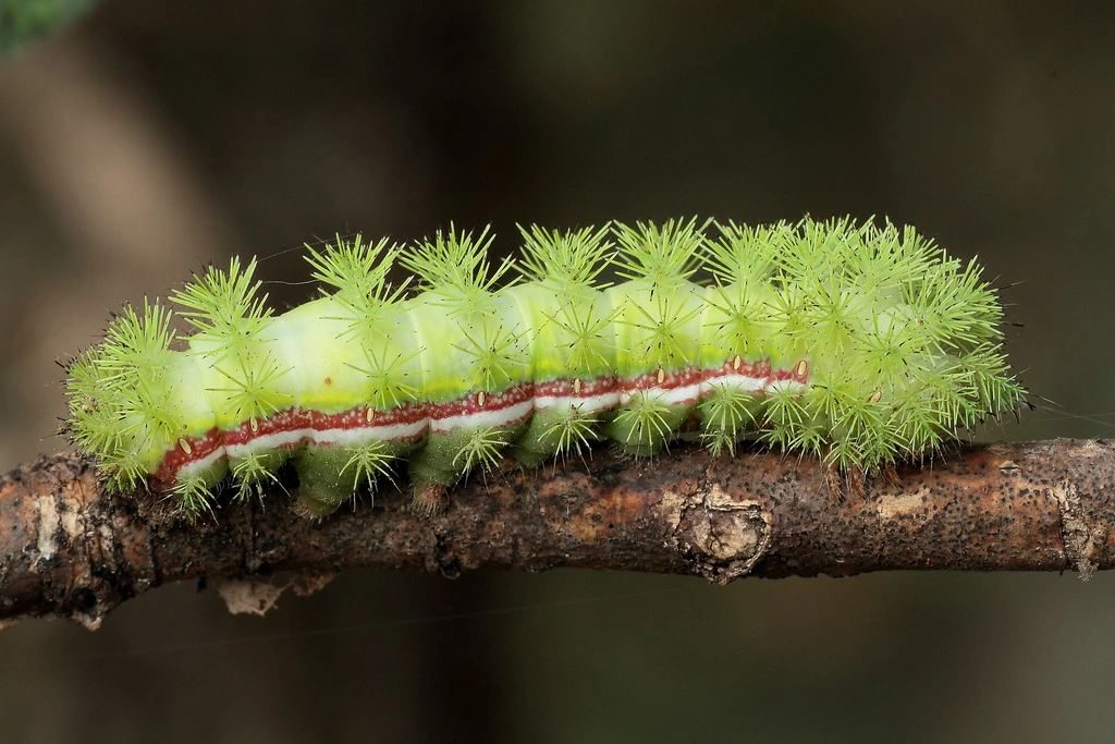 dangerous caterpillar species