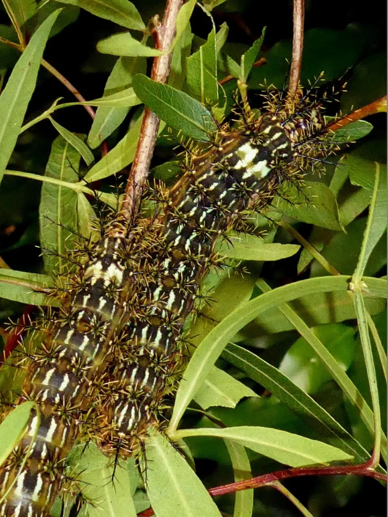 Poisonous Caterpillars- Lonomia achelous