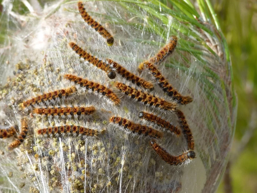 Pine Processionary Caterpillar