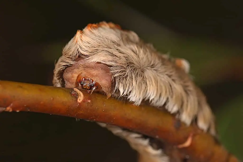 dangerous caterpillar species
