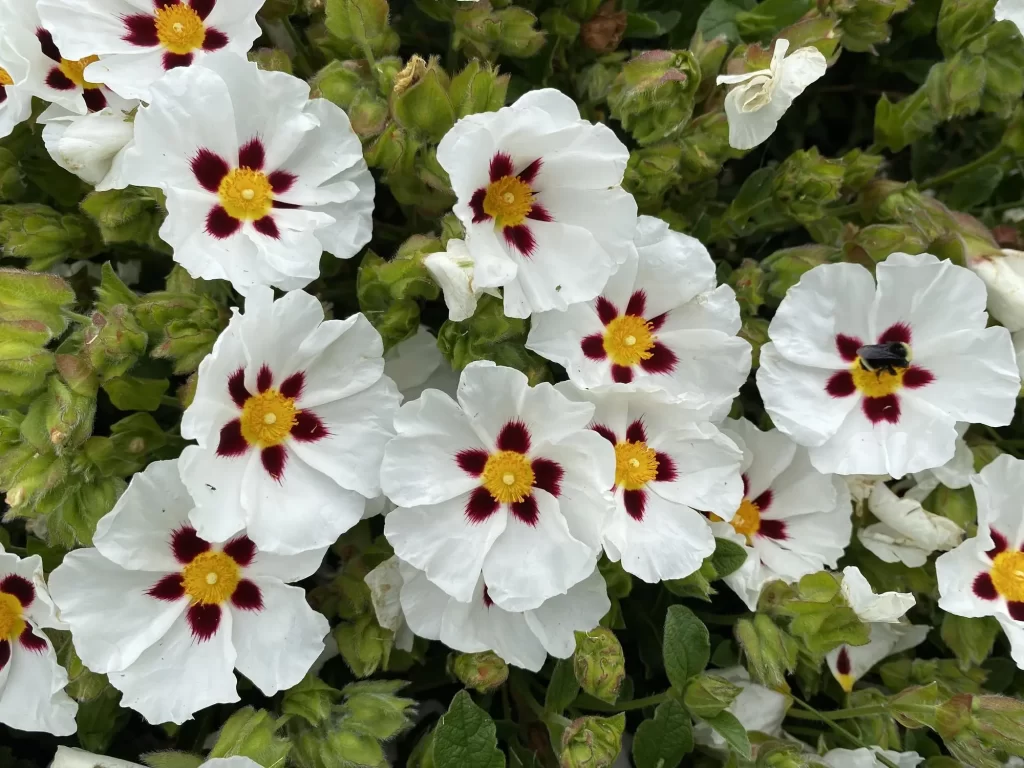 Flowers That Bush- Rock Rose