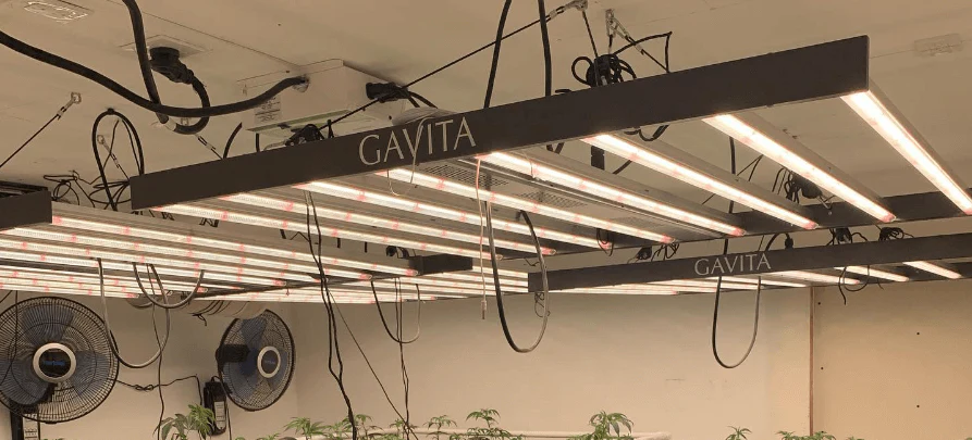 best LED grow lights for hydroponics