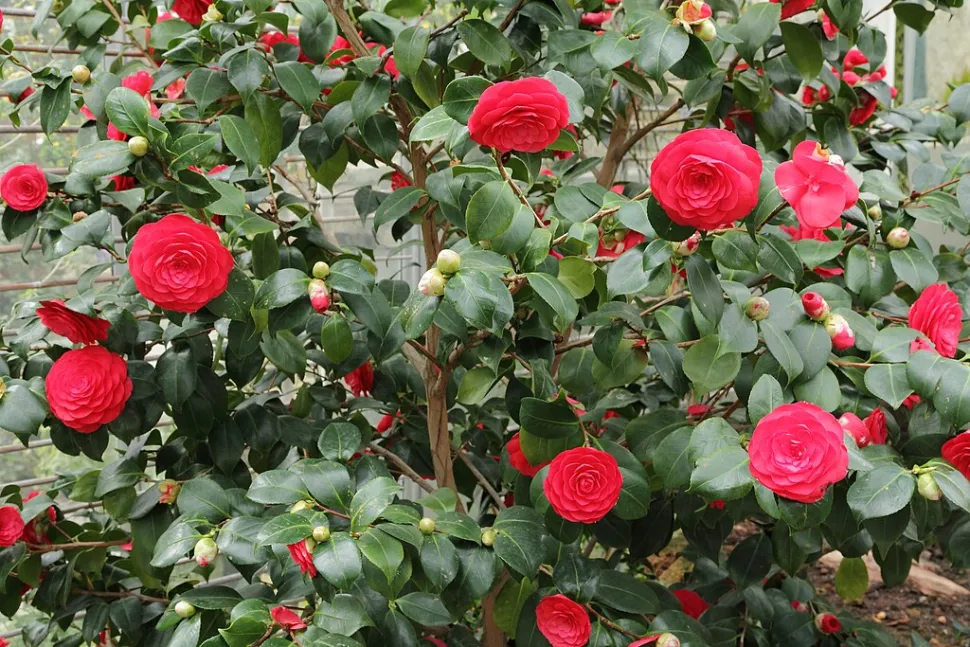 Camellia japonica