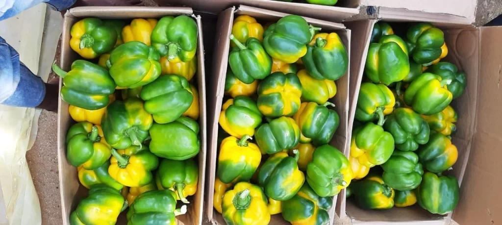 most profitable hydroponic crops