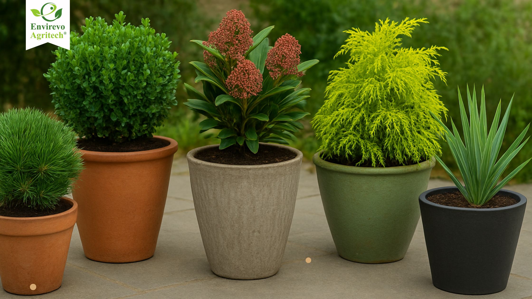 Best Evergreen Plants for Pots That Stay Green All Year Round
